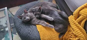 Rescue Domestic Short Hair Cats for Adoption in Philadelphia, Pennsylvania - Hicks & Ripley | PetCurious