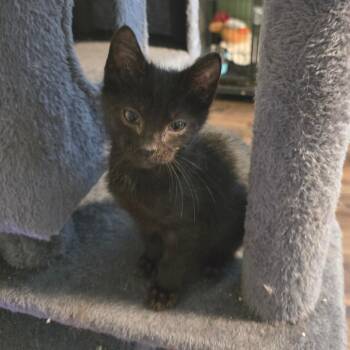 Domestic Short Hair Cats Available for Adoption in Fort Worth, Texas - Shrek | PetCurious