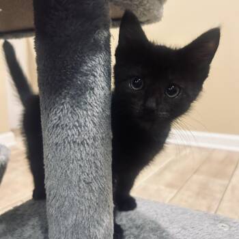 Cozmo -  Domestic Short Hair Cat for Adoption - Cozmo | PetCurious