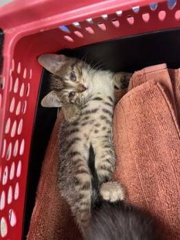 Bobo -  Domestic Short Hair Cat for Adoption in Kansas City, Missouri - Bobo | PetCurious