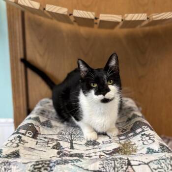 Macrame -  Domestic Short Hair Cat for Adoption in Fargo, North Dakota - Macrame | PetCurious