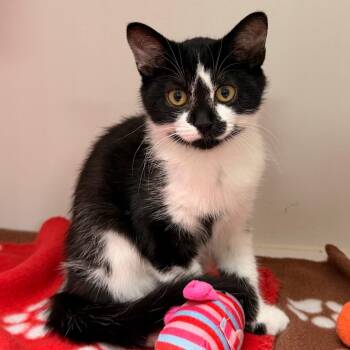 Jinu -  Domestic Short Hair Cat for Adoption in Gainesville, Florida - Jinu | PetCurious