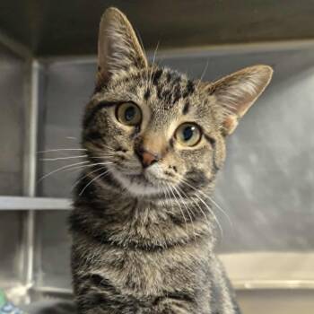 Rescue Domestic Short Hair Cats for Adoption in Watertown, Wisconsin - Dudley *FELV* | PetCurious