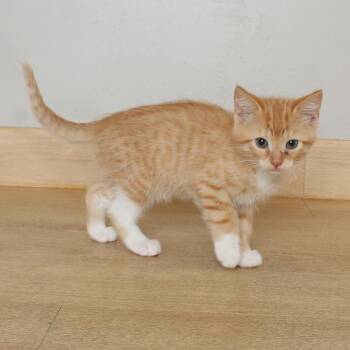 Domestic Short Hair Cats Available for Adoption in Minnetonka, Minnesota - Mozz Sticks C69549 | PetCurious