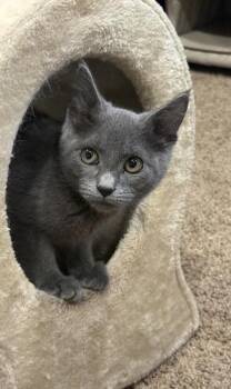 Snap -  Domestic Short Hair Cat for Adoption in Minneapolis, Minnesota - Snap | PetCurious
