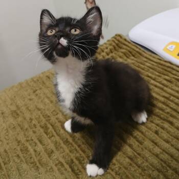 Domestic Short Hair Cats Available for Adoption in York, Pennsylvania - Triscuit | PetCurious
