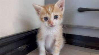 TINY TINA -  Domestic Short Hair Cat for Adoption in Colorado Springs, Colorado - TINY TINA | PetCurious