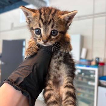Pine Cone -  Domestic Short Hair Cat for Adoption in Huntington, West Virginia - Pine Cone | PetCurious