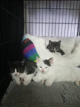 Domestic Short Hair Cats Available for Adoption in San Antonio, Texas - Bootsy | PetCurious