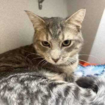Domestic Short Hair Cats Available for Adoption in Pittsburgh, Pennsylvania - Sylvester | PetCurious