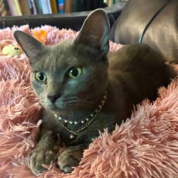 Puurl -  Russian Blue Cat for Adoption in Gastonia, North Carolina - Puurl | PetCurious