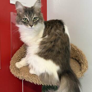 Padme -  Domestic Long Hair Cat for Adoption in North Haven, Connecticut - Padme | PetCurious