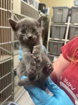 Russian Blue Cats Available for Adoption in Parlier, California - Lug Nut | PetCurious