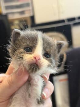 Juno ‘26 -  Domestic Medium Hair Cat for Adoption in Virginia Beach, Virginia - Juno ‘26 | PetCurious