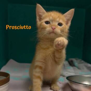 Prosciutto -  American Shorthair Cat for Adoption in Oak Ridge, Tennessee - Prosciutto | PetCurious