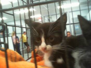 A1266087 -  Domestic Short Hair Cat for Adoption in Charlotte, North Carolina - A1266087 | PetCurious