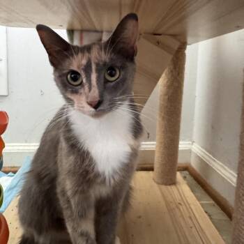 Possum -  Domestic Short Hair Cat for Adoption in La Grange, Kentucky - Possum | PetCurious