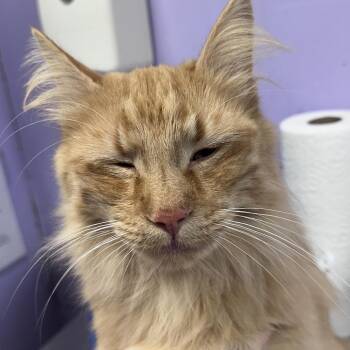 Domestic Long Hair and Mixed Breed Cats Available for Adoption in Saint Joseph, Missouri - Tato | PetCurious