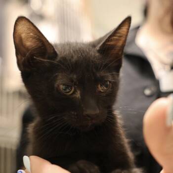 Layla -  Domestic Short Hair Cat for Adoption in Briarcliff Manor, New York - Layla | PetCurious