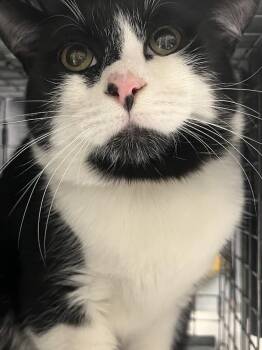 Domestic Short Hair Cats Available for Adoption in Las Vegas, Nevada - LEON | PetCurious