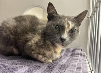 Pomona -  Dilute Tortoiseshell Cat for Adoption in Maple Ridge, British Columbia - Pomona | PetCurious