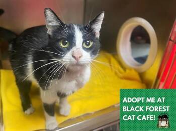 ZURI -  Domestic Short Hair Cat for Adoption in Fort Wayne, Indiana - ZURI | PetCurious