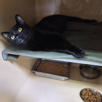 Poppy Seed -  Bombay and Domestic Short Hair Cat for Adoption in Clarksville, Virginia - Poppy Seed | PetCurious