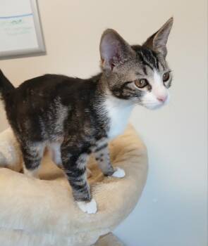 Latte -  Domestic Short Hair Cat for Adoption in Ladysmith, Wisconsin - Latte | PetCurious