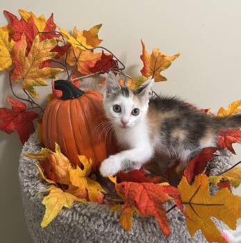 Autumn -  Domestic Short Hair Cat for Adoption in Duluth, Georgia - Autumn | PetCurious