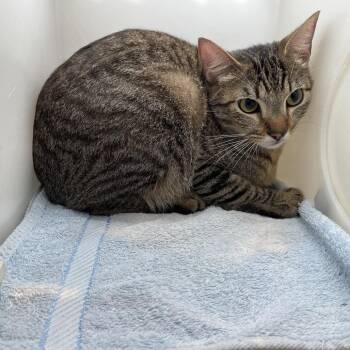 Sycamore -  Domestic Short Hair Cat for Adoption in Pasadena, California - Sycamore | PetCurious