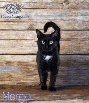 Rescue Domestic Short Hair Cats for Adoption in Plant City, Florida - Margo | PetCurious