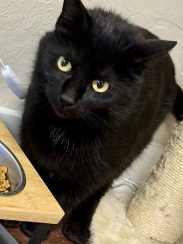 American Shorthair Cats Available for Adoption - Raven | PetCurious