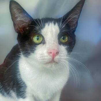 Birdie -  Domestic Short Hair Cat for Adoption in Chapel Hill, North Carolina - Birdie | PetCurious
