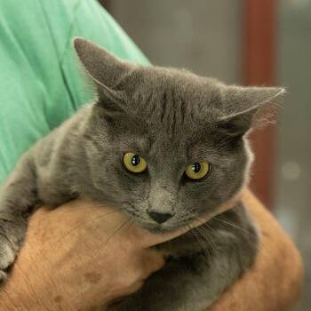 Domestic Medium Hair Cats Available for Adoption in Slidell, Louisiana - Shanks | PetCurious