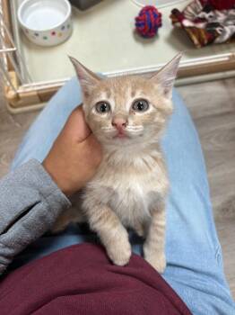 Tyrion -  American Shorthair Cat for Adoption in Valley Park, Oklahoma - Tyrion | PetCurious