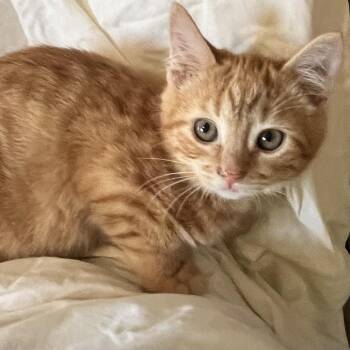 Domestic Short Hair Cats Available for Adoption - Noodle | PetCurious