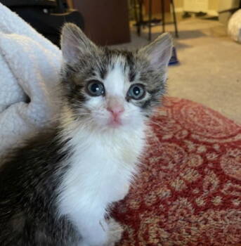 Rescue Tabby and Domestic Short Hair Cats for Adoption - Challah | PetCurious