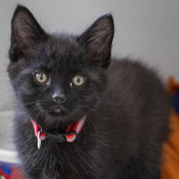 Domestic Short Hair Cats Available for Adoption in Pontiac, Michigan - Chaise | PetCurious