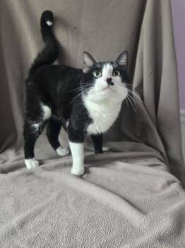 Domestic Short Hair Cats Available for Adoption in Wheaton, Illinois - Oscar | PetCurious