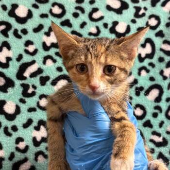 Erin -  Domestic Short Hair Cat for Adoption in San Antonio, Texas - Erin | PetCurious