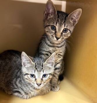 Tabby Cats Available for Adoption in Fort Myers, Florida - Joey | PetCurious