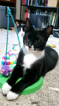 Rescue Domestic Short Hair Cats for Adoption in Absecon, New Jersey - Zephyr | PetCurious