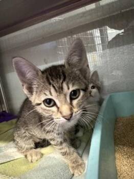 Pepper -  Domestic Short Hair Cat for Adoption in Fort Worth, Texas - Pepper | PetCurious