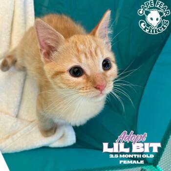 Lil Bit -  Domestic Short Hair Cat for Adoption in Wilmington, North Carolina - Lil Bit | PetCurious