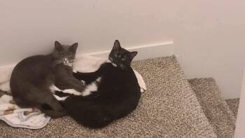 Domestic Short Hair Cats Available for Adoption - Rachel (aka Monico) | PetCurious