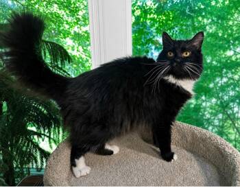 Felicity -  Tuxedo Cat for Adoption in Oakwood, Georgia - Felicity | PetCurious