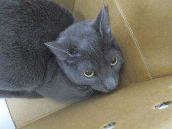 EXPRESS -  Domestic Short Hair Cat for Adoption in Ocala, Florida - EXPRESS | PetCurious