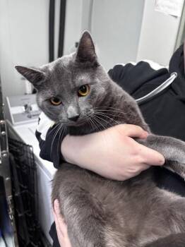 Domestic Short Hair Cats Available for Adoption - Elmer | PetCurious