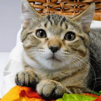 Rescue Domestic Short Hair Cats for Adoption in Canton, Illinois - Little John Todd | PetCurious