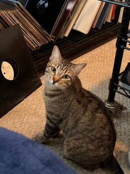 Autumn -  Tabby Cat for Adoption in Crockett, California - Autumn | PetCurious